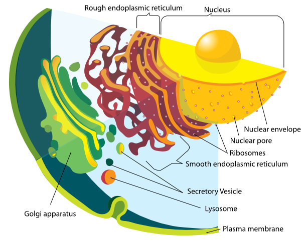 Endomembrane system diagram