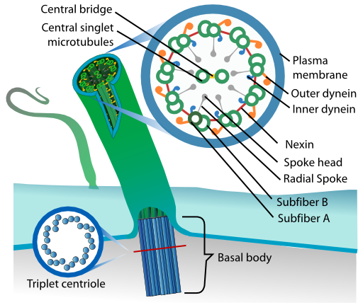 Eukaryotic cilium diagram
