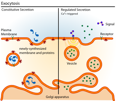 Exocytosis types