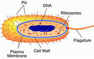 Prokaryotes