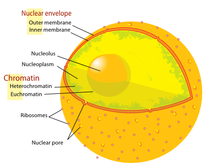 human cell nucleus label