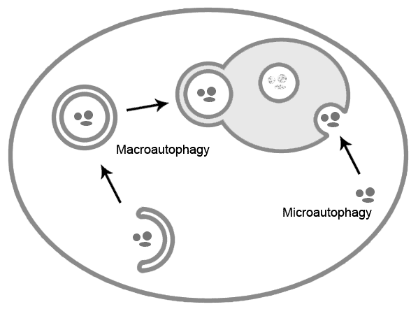macroautophagy versus microautophagy