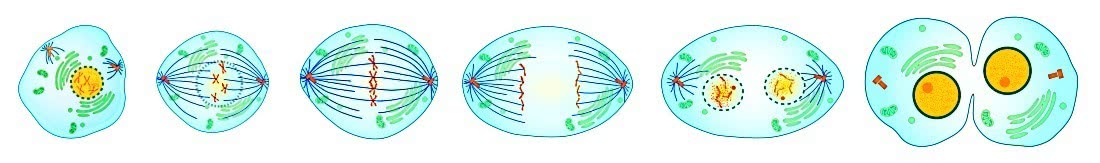 Mitosis cells sequence large