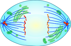 Mitotic Anaphase
