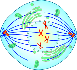 Mitotic Prometaphase