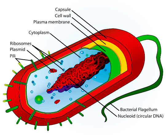 prokaryote cell typical