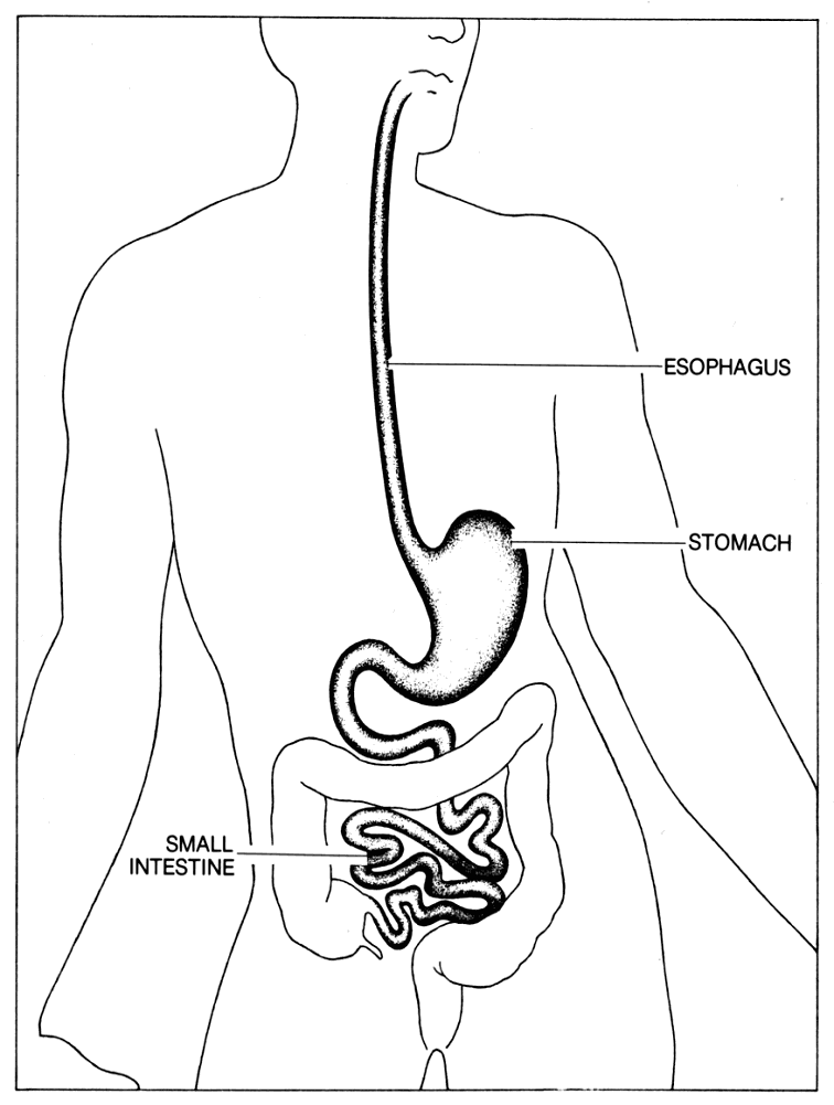 Anatomy Esophagus Stomach Small Intestine
