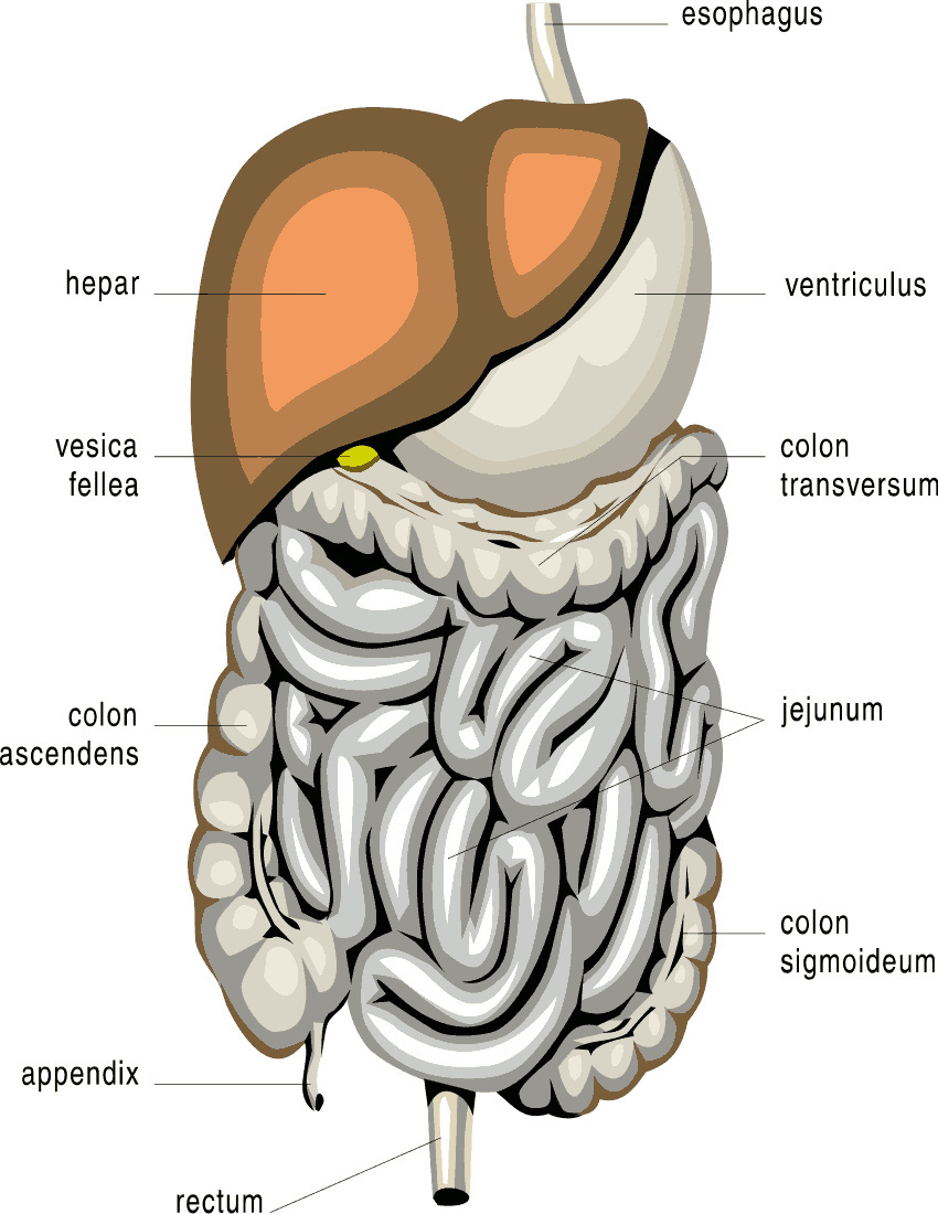 digestive organs diagram full page
