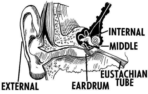ear diagram BW.