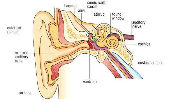 inner ear needto edit