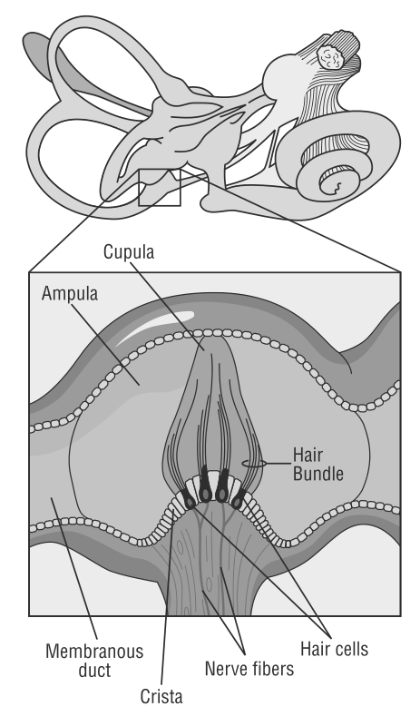 inner ear receptor hair