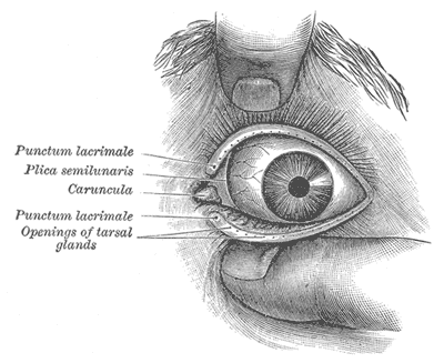 Gray anatomy  eye