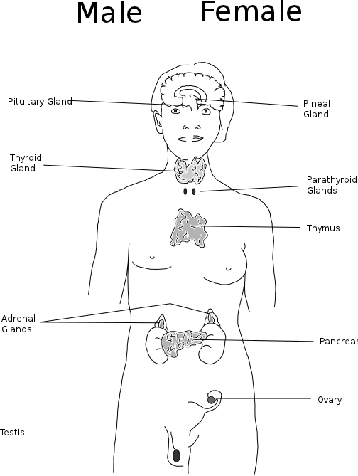 body glands