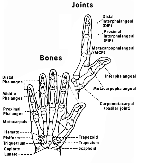hand bones and joints