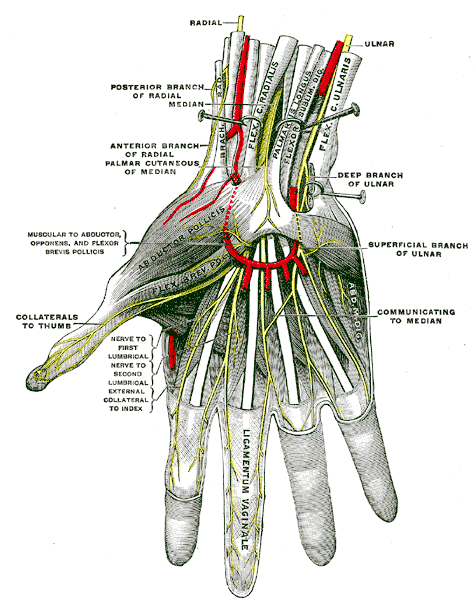 hand nerves diagram 1
