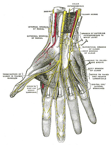 hand nerves diagram 2