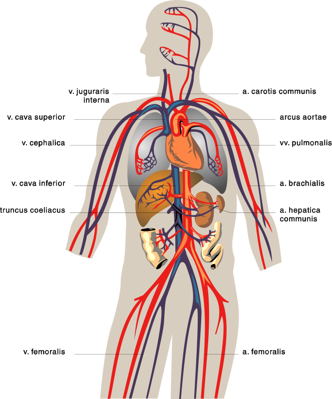 Veins medical diagram
