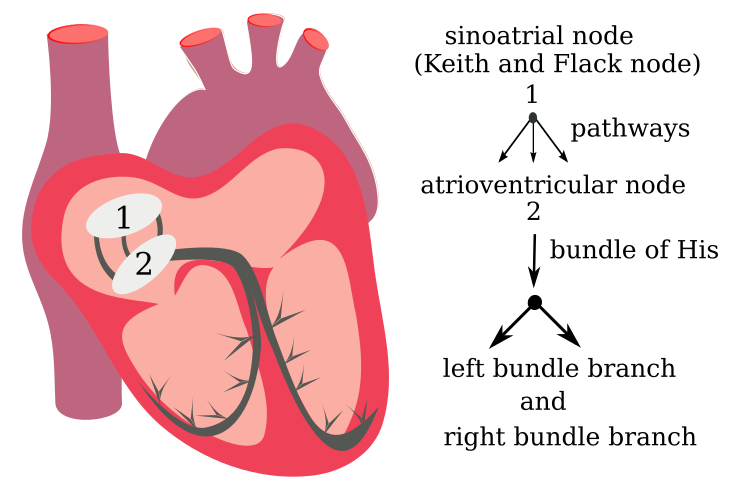 heart electrical system