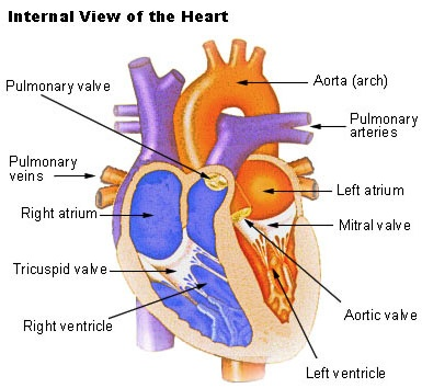 heart internal view