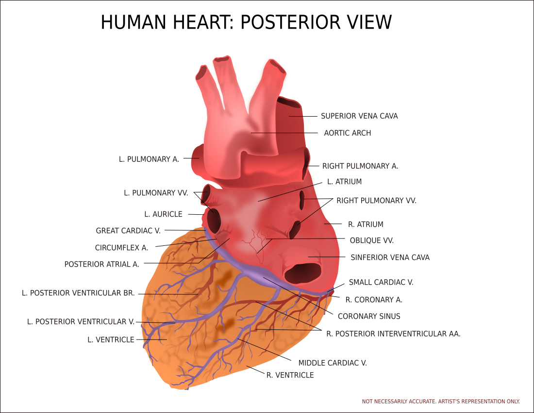 heart posterior view