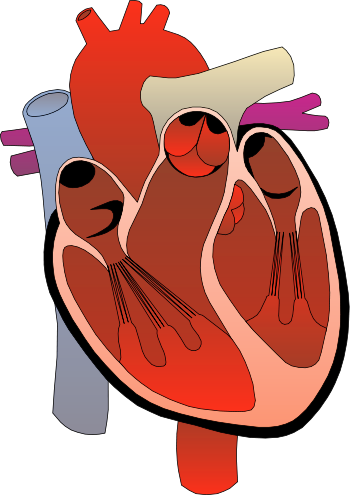 heart medical diagram 1
