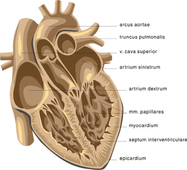 heart medical diagram 2
