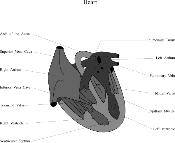 heart medical diagram 3