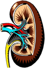 kidney/