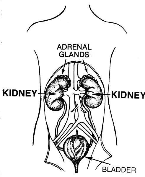 kidney lineart