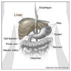 liver/