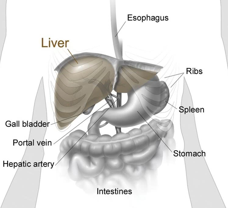 liver diagram - /medical/anatomy/liver/liver_diagram.jpg.html