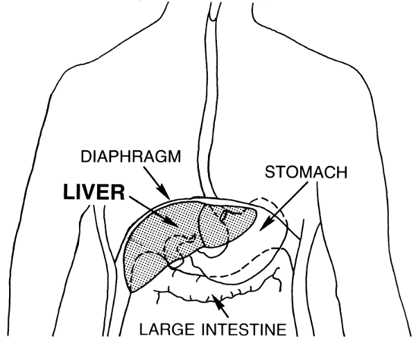 liver diagram 2