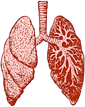 lungs 2