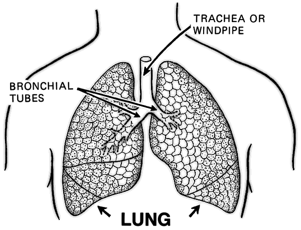 lungs BW