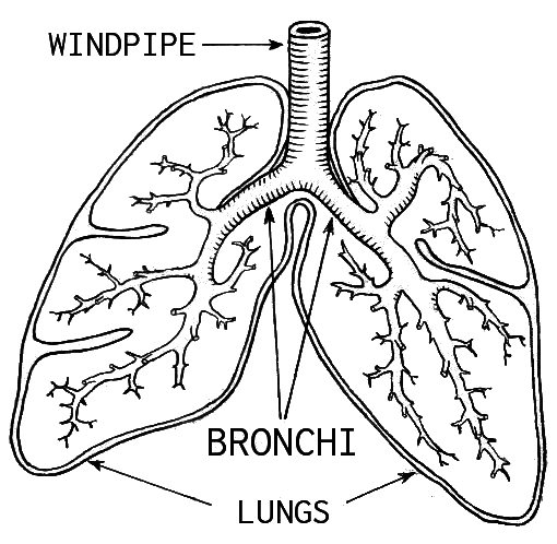 lungs bronchi windpipe
