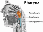 MEDICAL / ANATOMY / MOUTH AND THROAT @ WPClipart