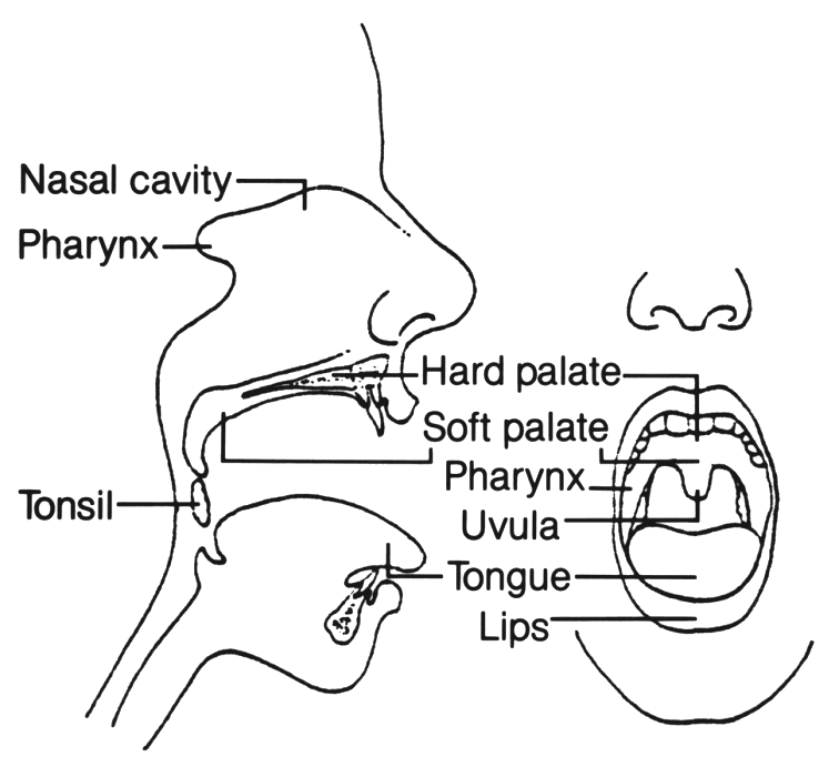Anatomy Mouth
