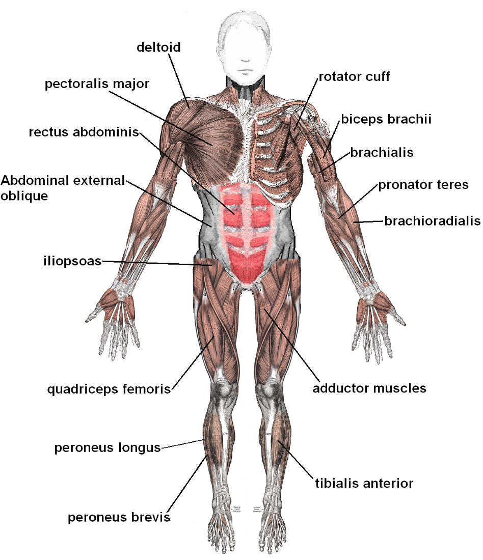 Muscles anterior labeled
