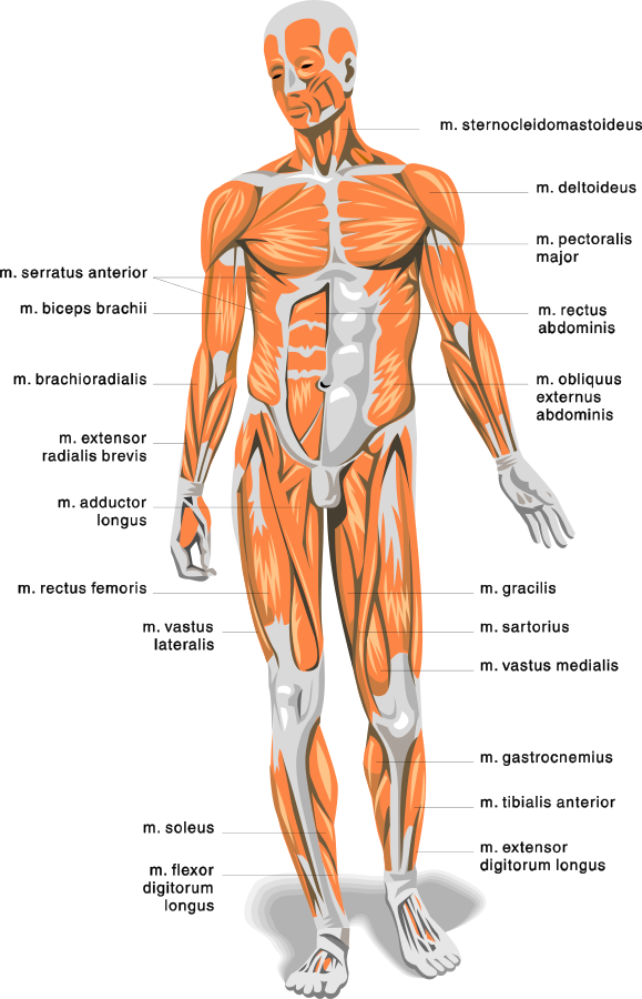 anatomy body muscles