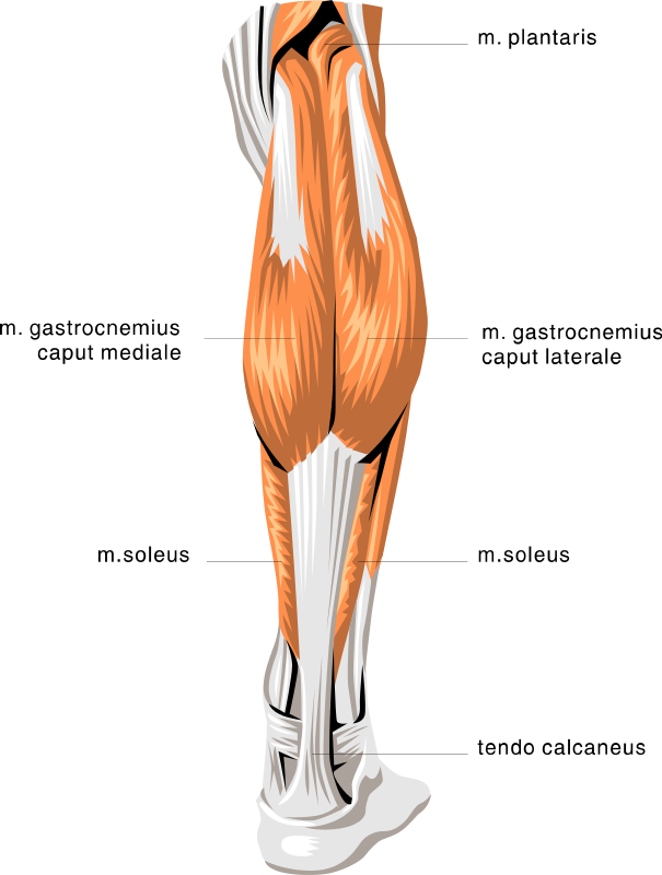 anatomy calf muscles