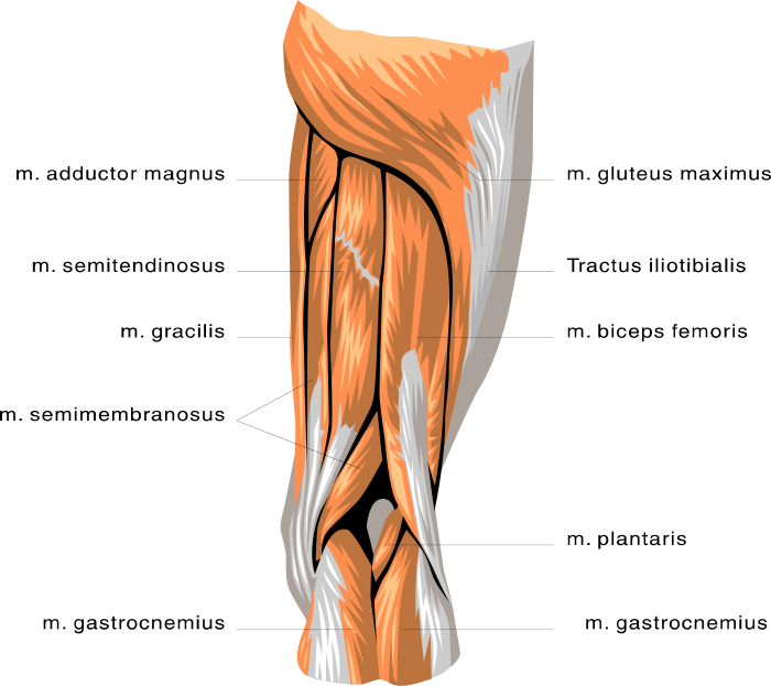 anatomy leg muscles