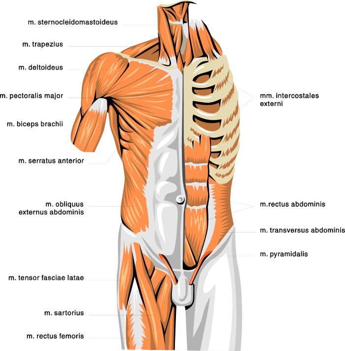 anatomy muscles 2