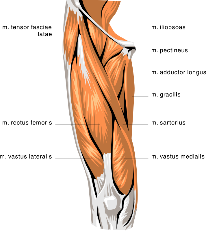 anatomy thigh muscles