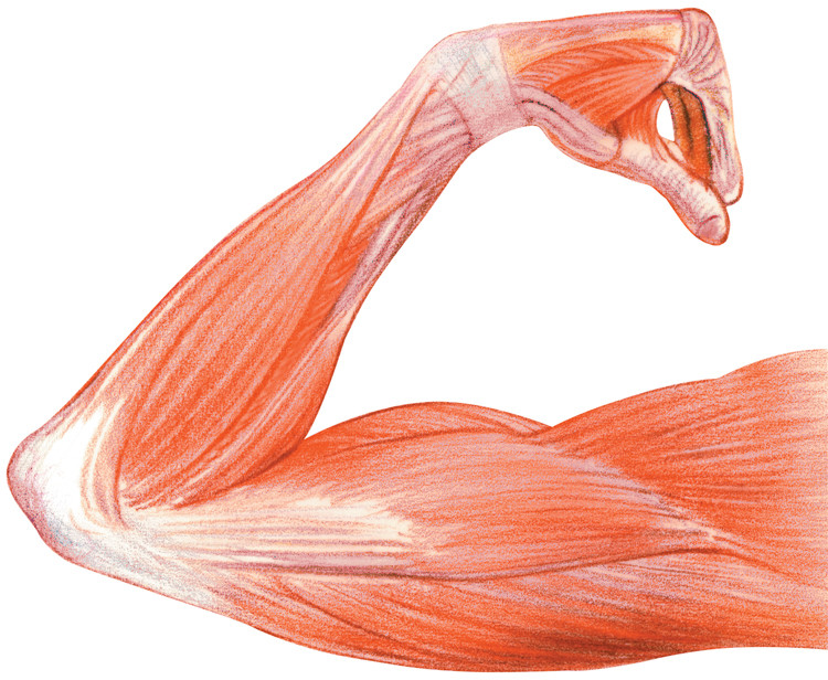 arm muscles anatomical