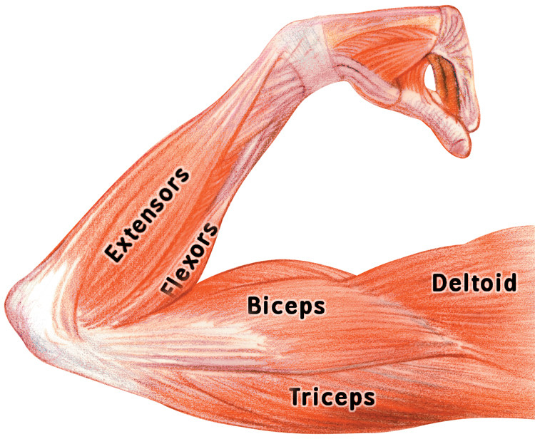 arm muscles labeled