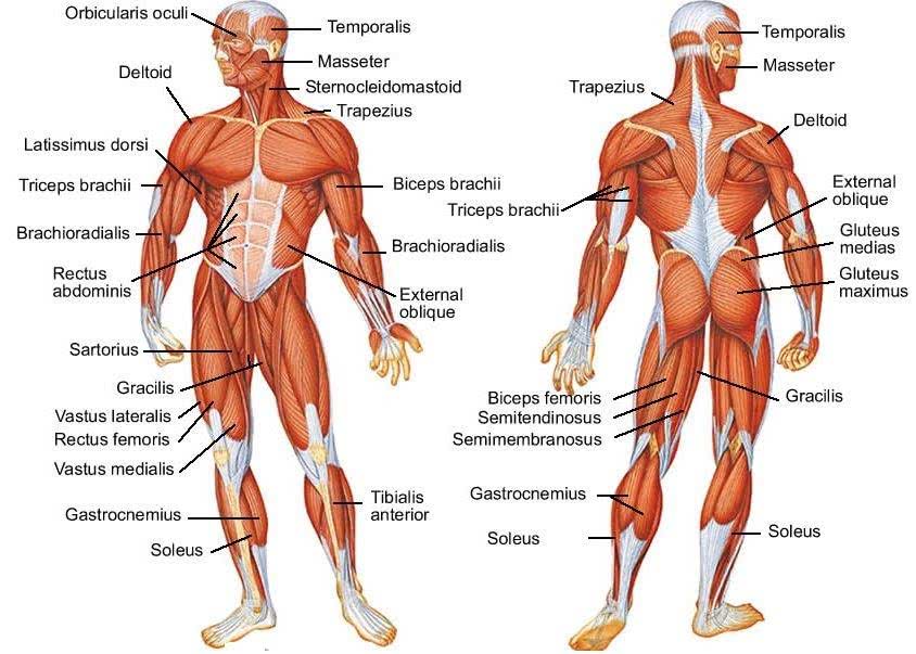 human muscle diagram