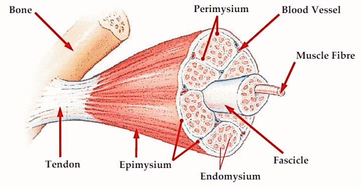 muscle structure diagram