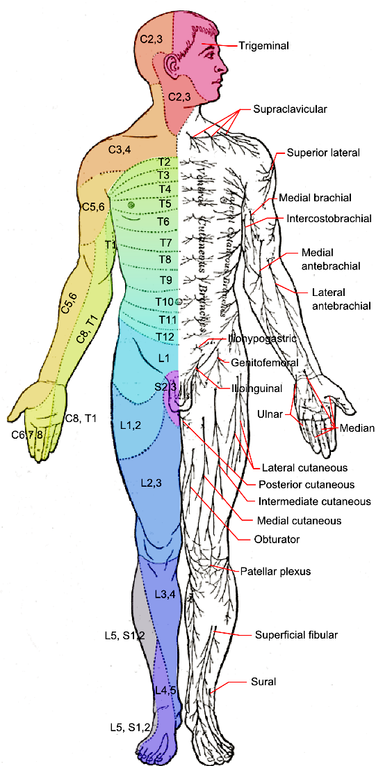 Dermatomes and cutaneous nerves  anterior
