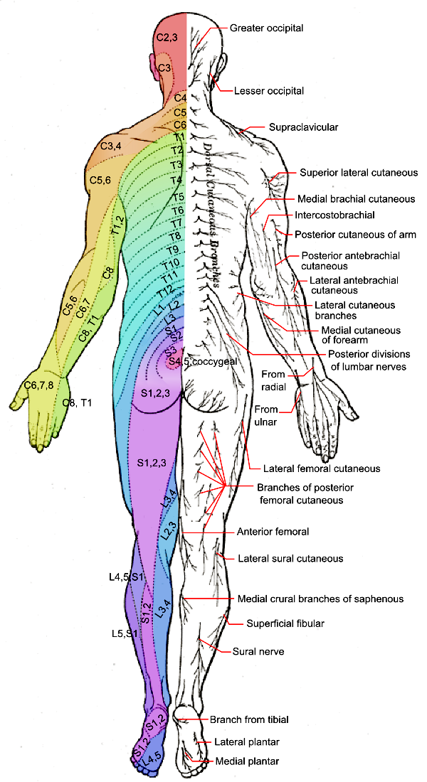 Dermatomes and cutaneous nerves  posterior