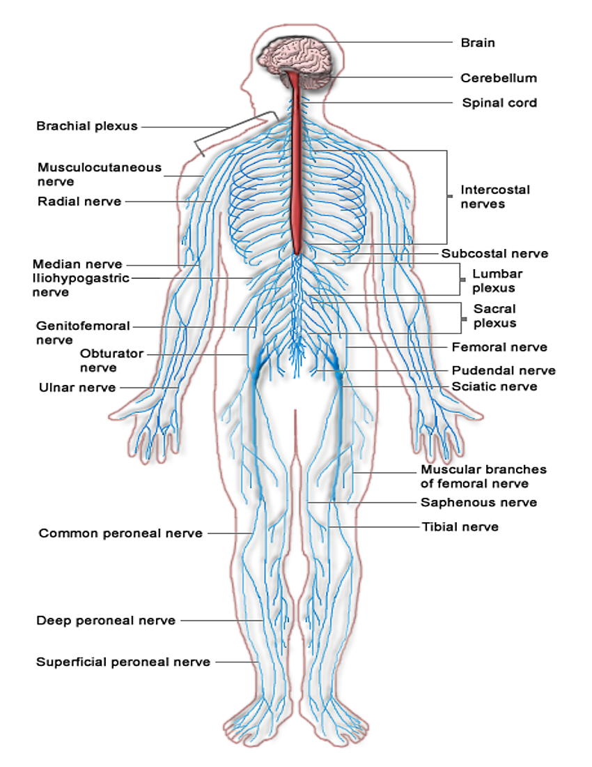 Nervous system diagram